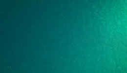 Avery Dennison Pearl Dark Green SW900-796-S swatch